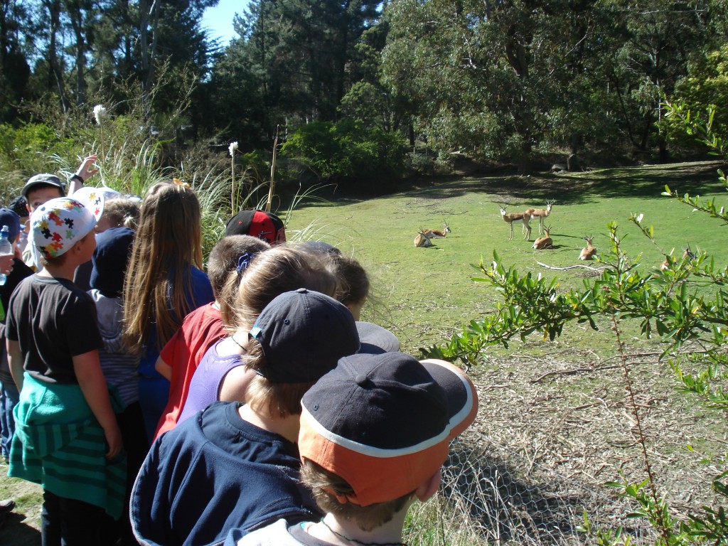 11 Springboks