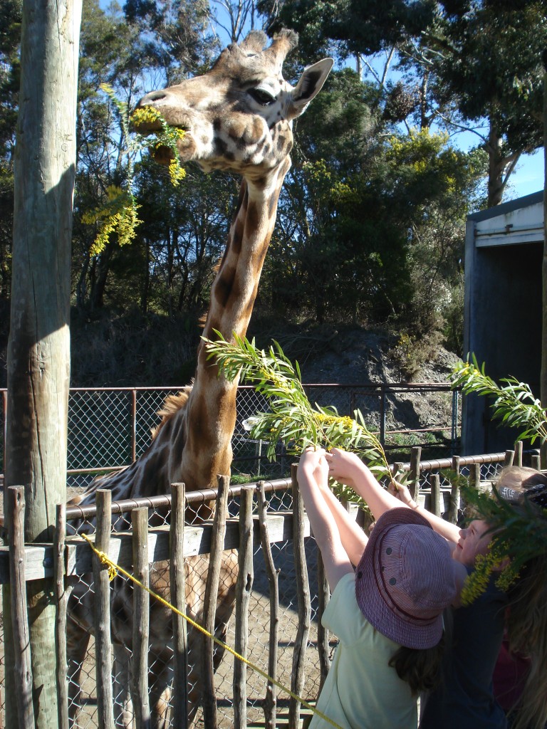 5 Feeding the Giraffe 1