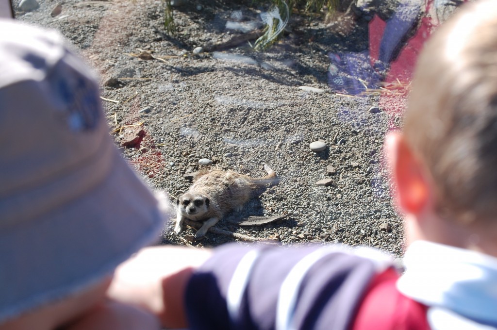 Meerkats