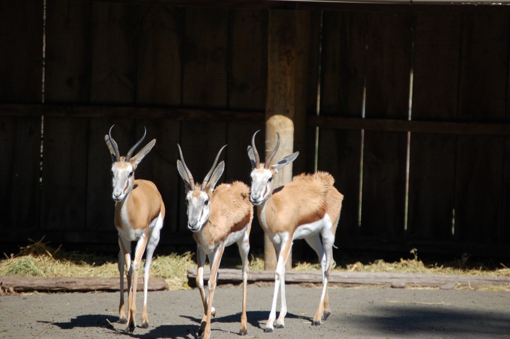 10 Springboks 2