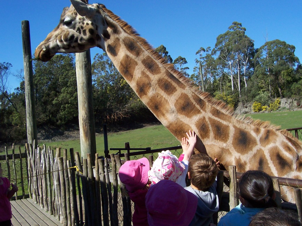 4 Giraffe 1