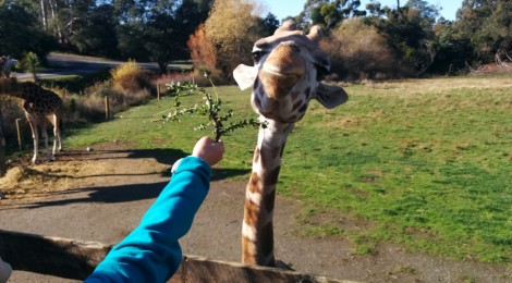 Year 5 & 6 Orana Park Trip